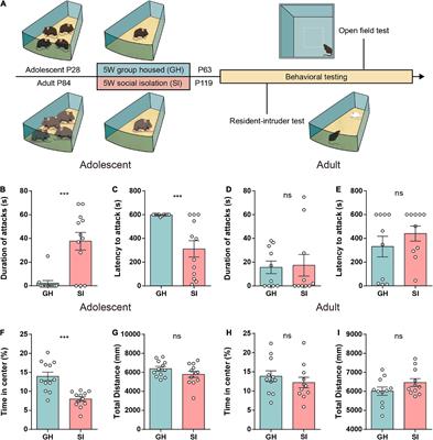 Dysregulation of prefrontal parvalbumin interneurons leads to adult aggression induced by social isolation stress during adolescence